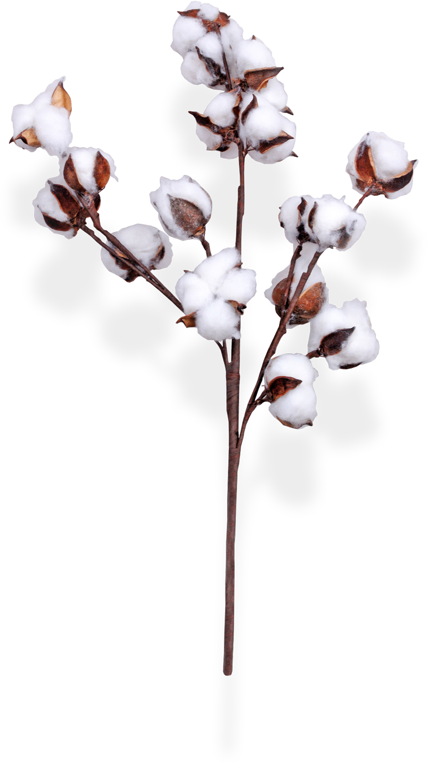 Cotton Branchon Transparent Background