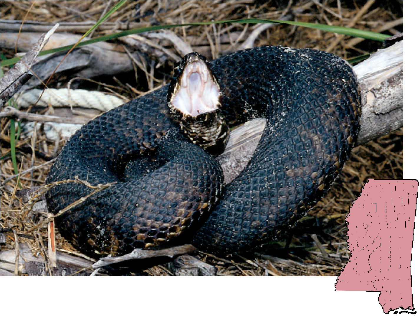 Cottonmouth Snake Defensive Posture