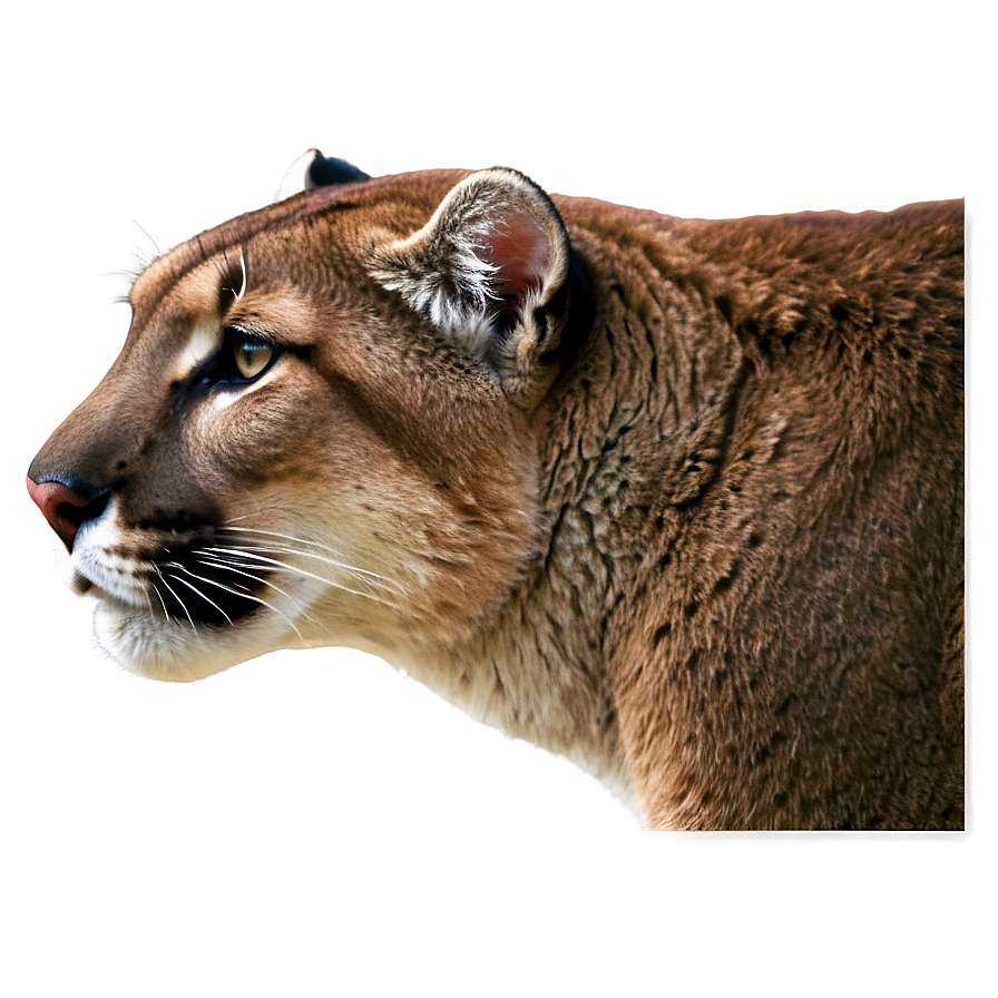 Cougar Head Profile Png 6