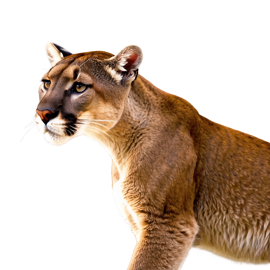 Cougar In Habitat Png Ggx