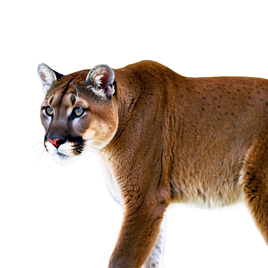 Cougar In Habitat Png Nsu