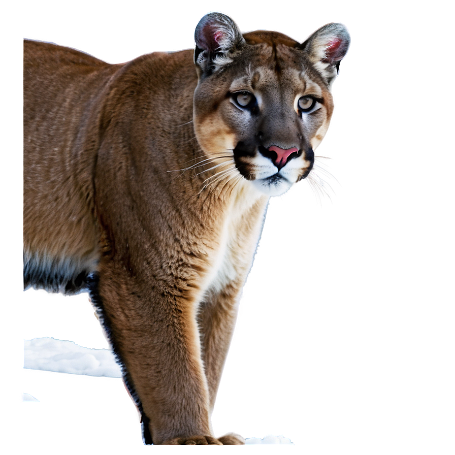 Cougar In Snow Png 06202024