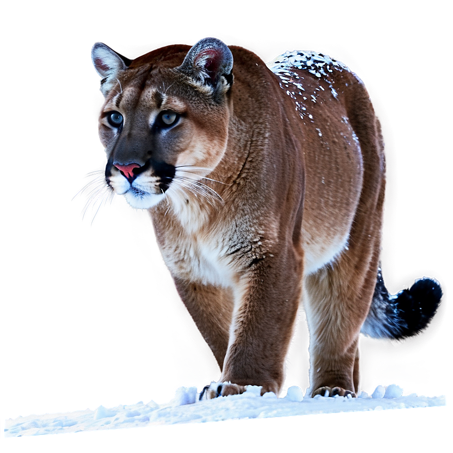 Cougar In Snow Png 06202024