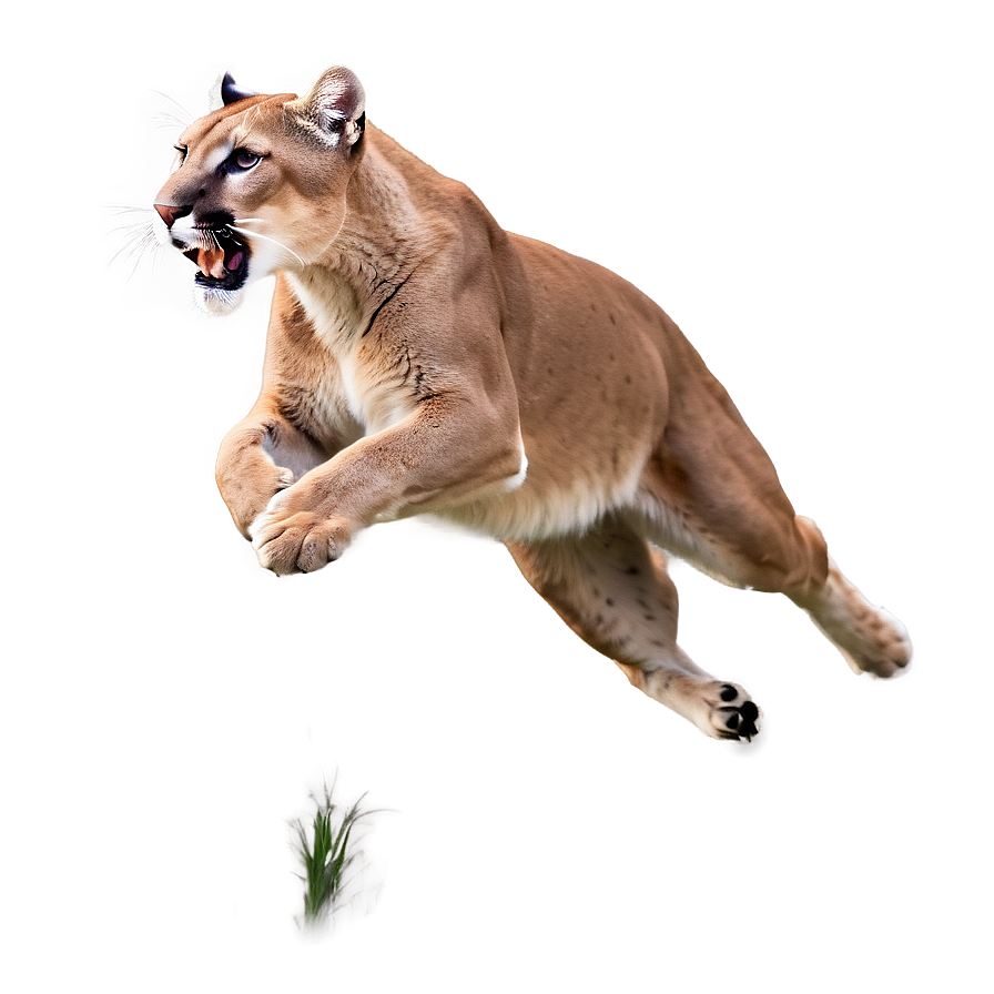 Cougar Leaping Png Lrc