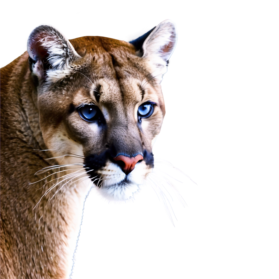 Cougar Spirit Animal Png 91