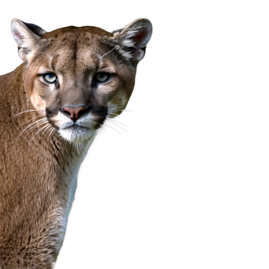 Cougar Whisper Png 73