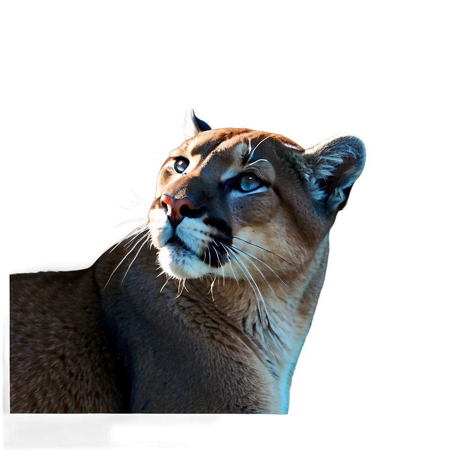 Cougar Whisper Png Ruf13