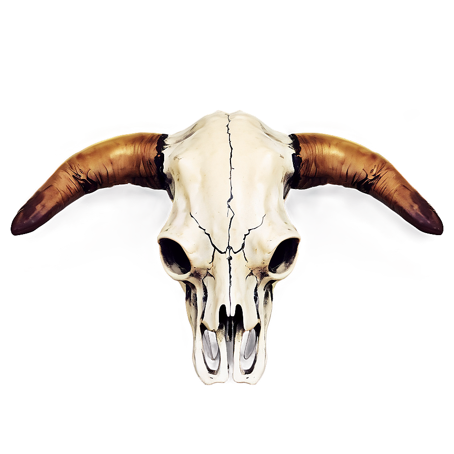 Cow Skull With Horns Png Kln