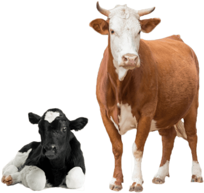 Cowand Calf Isolated