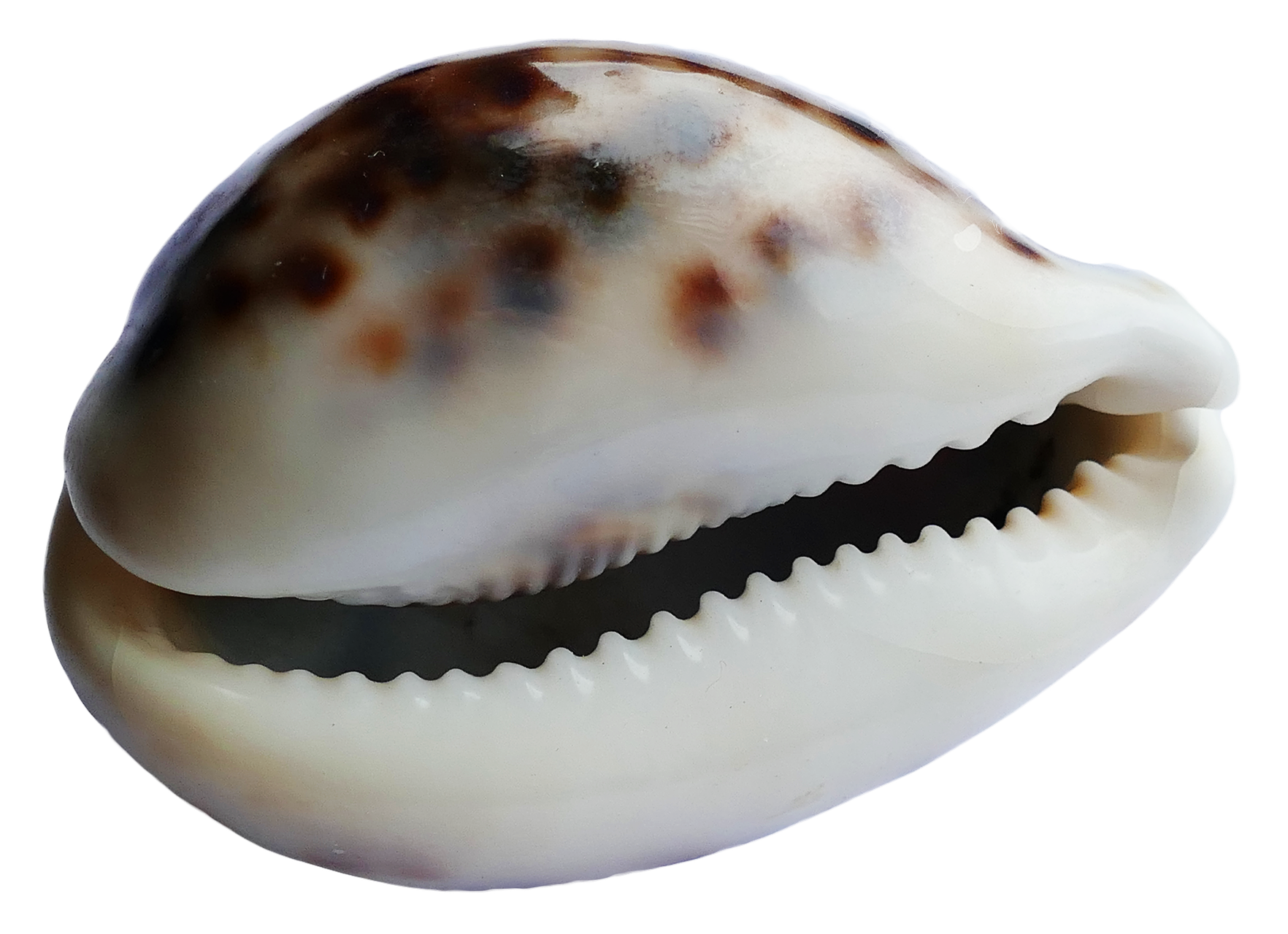 Cowrie Shell Close Up