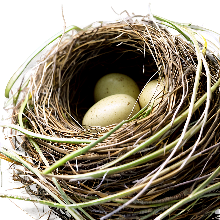 Cozy Bird Nest Png 69