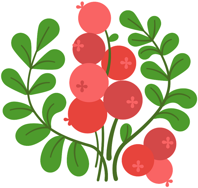 Cranberry Illustration Vector