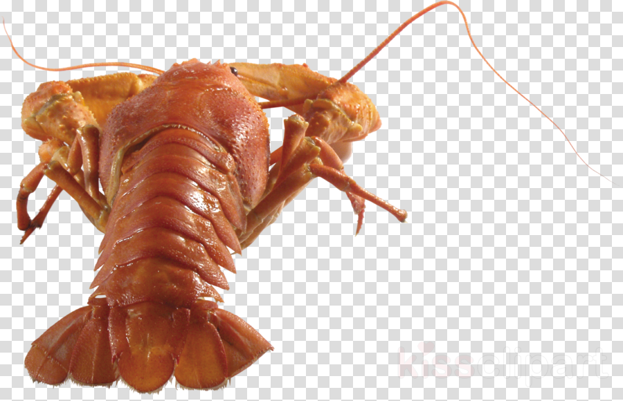 Crayfish Transparent Background