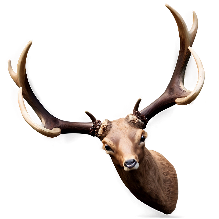 Creative Antler Concept Png 97