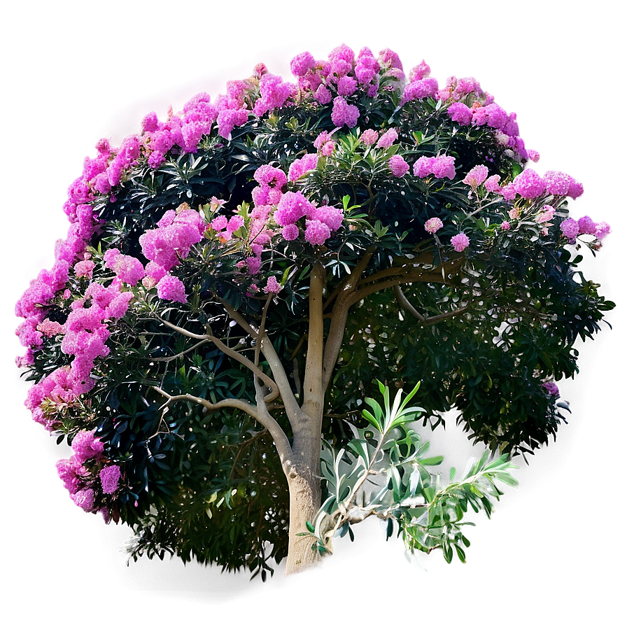 Crepe Myrtle Canopy View Png 50