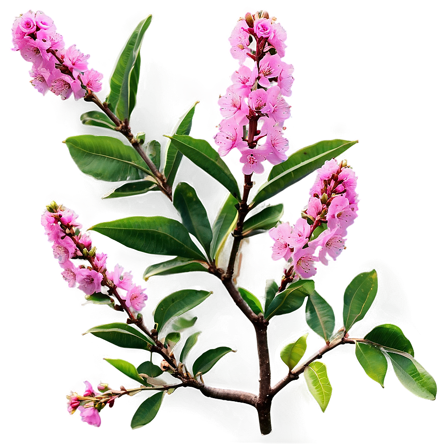 Crepe Myrtle Floral Design Png Dlj88