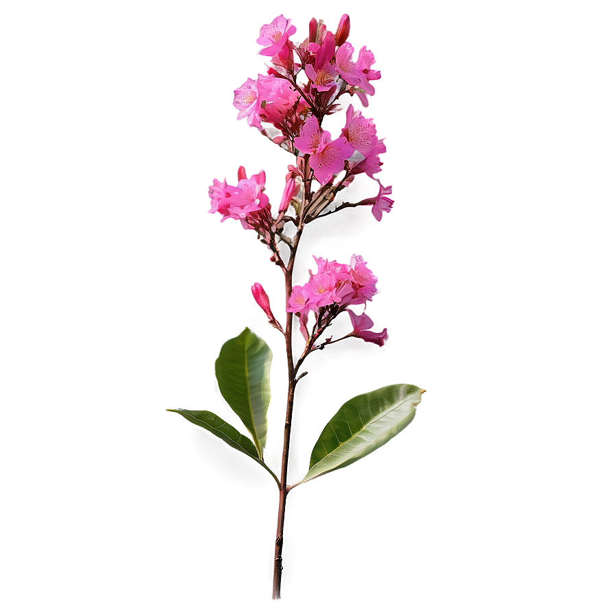 Crepe Myrtle Floral Design Png Lfq87