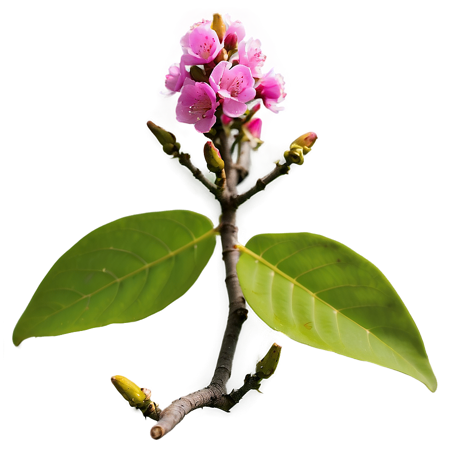 Crepe Myrtle Flower Bud Png Hfx65