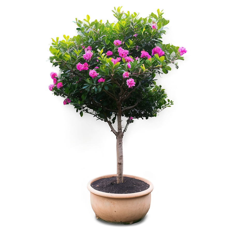 Crepe Myrtle Landscape Design Png 06282024