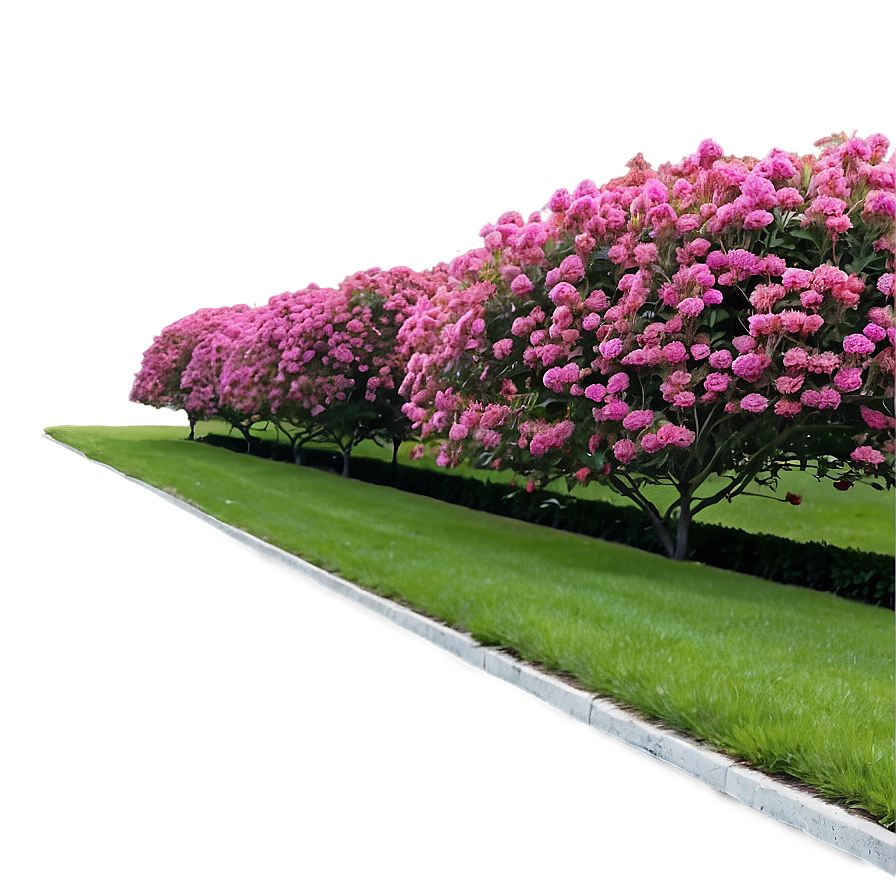 Crepe Myrtle Pathway Edge Png Nud