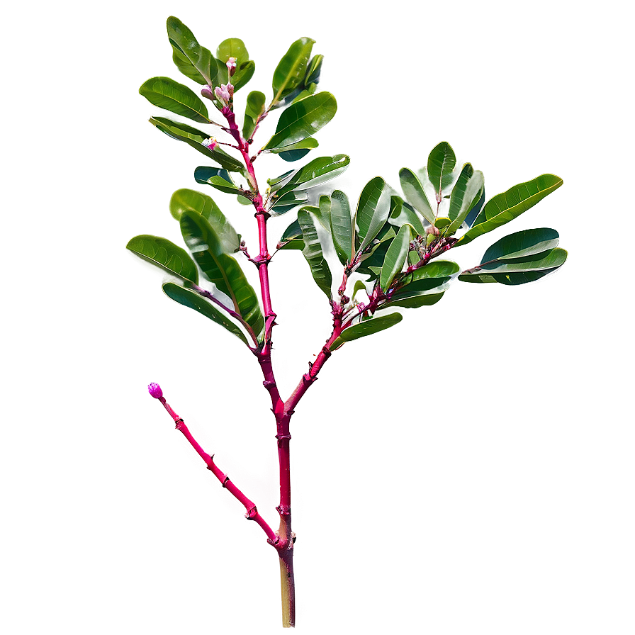 Crepe Myrtle Seedling Png 62