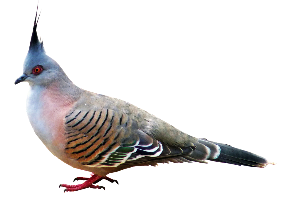 Crested Pigeon Profile