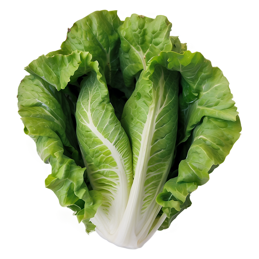 Crinkly Lettuce Png 05242024