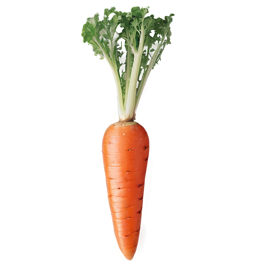 Crisp Carrot Png Jsl