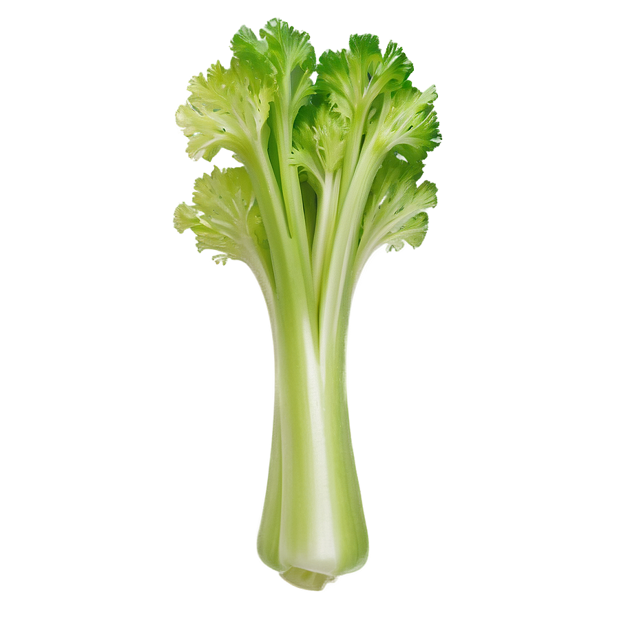 Crisp Celery Bunch Png 06252024