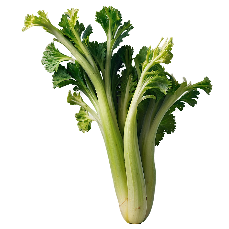 Crisp Celery Bunch Png Cul70