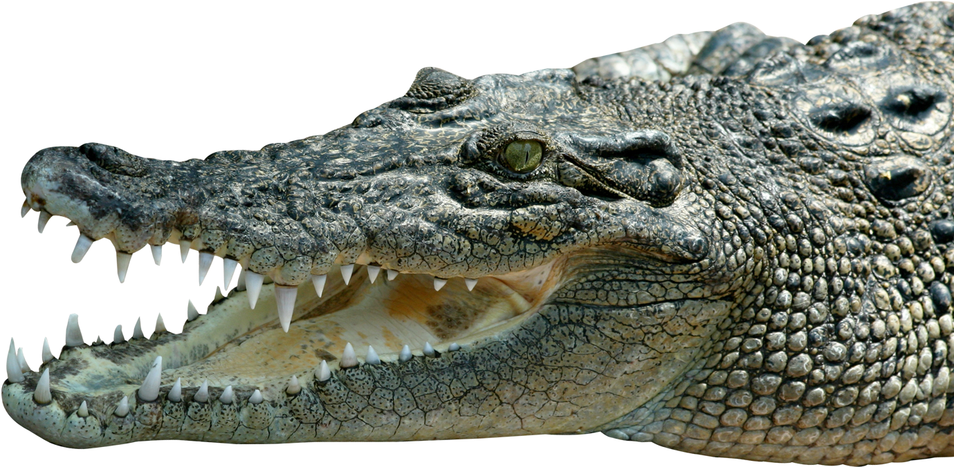 Crocodile_ Closeup_ P N G_ Background