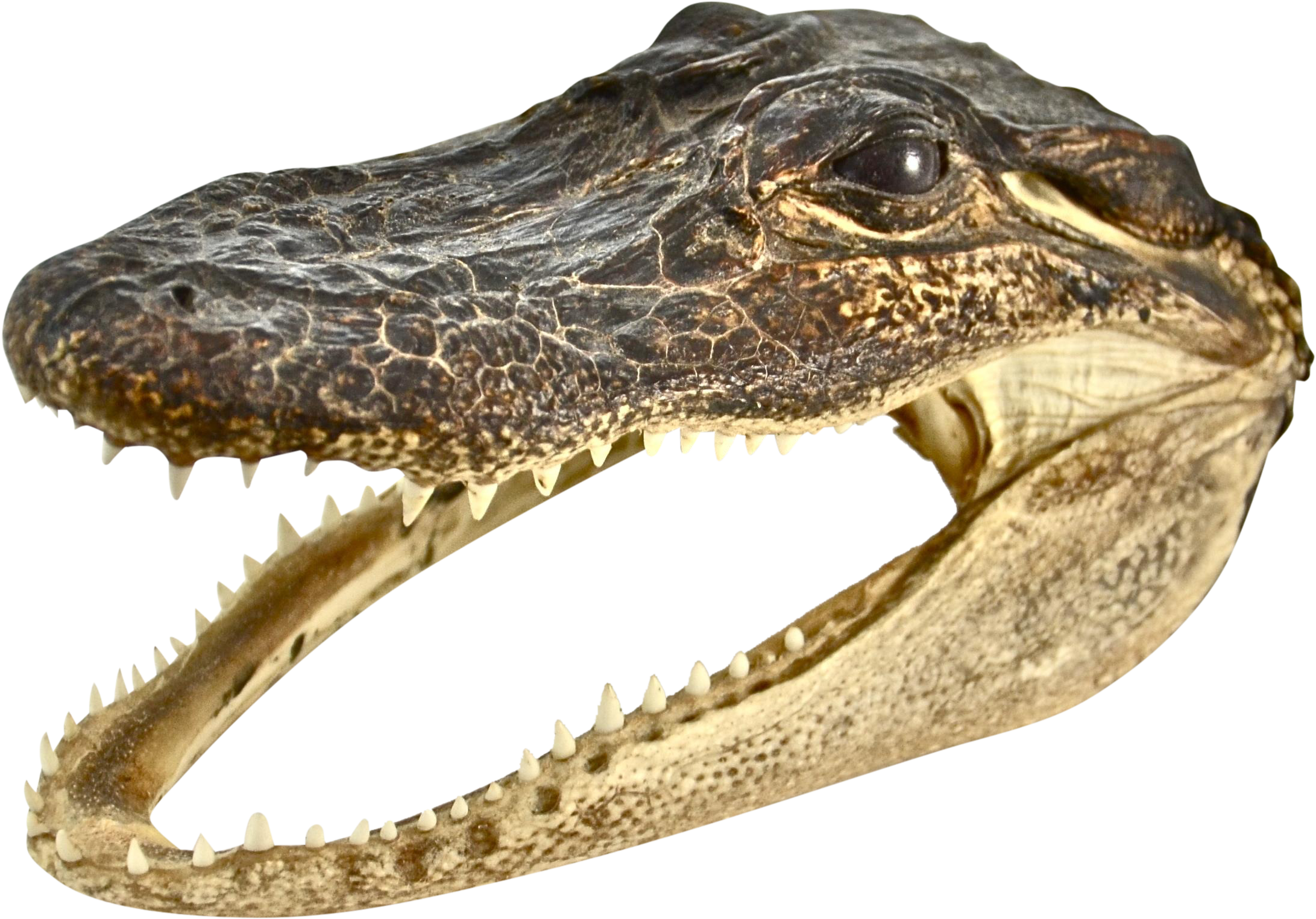 Crocodile Head Profile