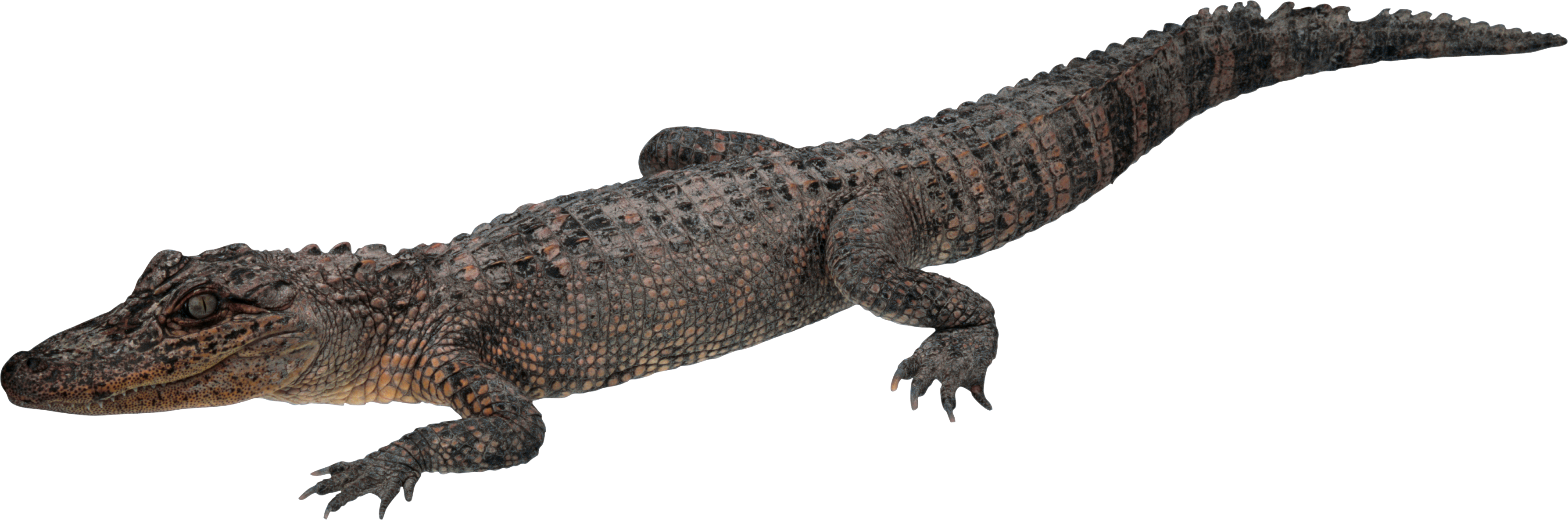 Crocodileon Transparent Background