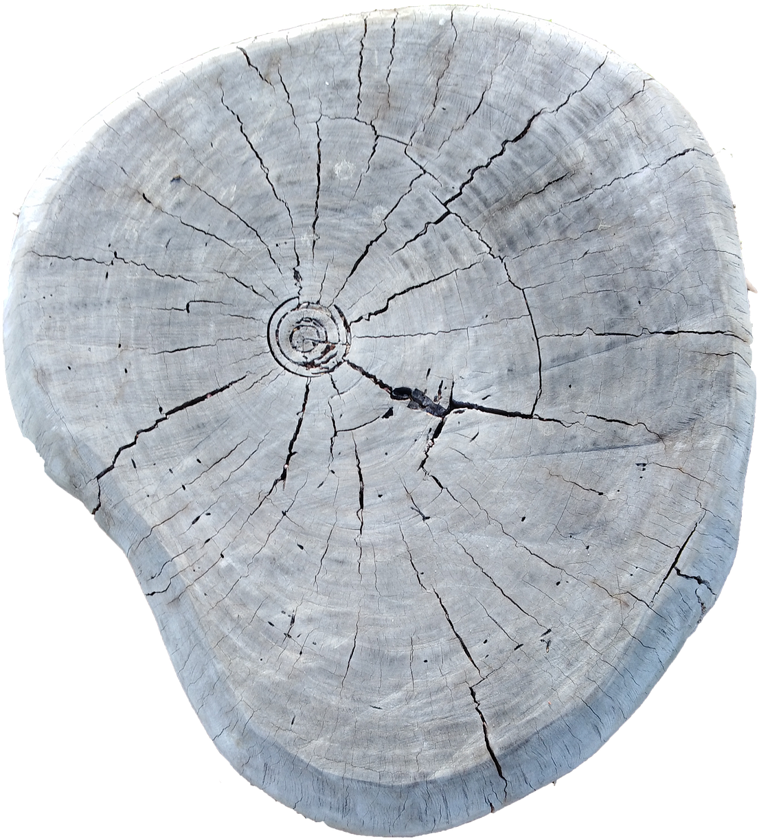 Cross Sectionof Tree Trunk Texture