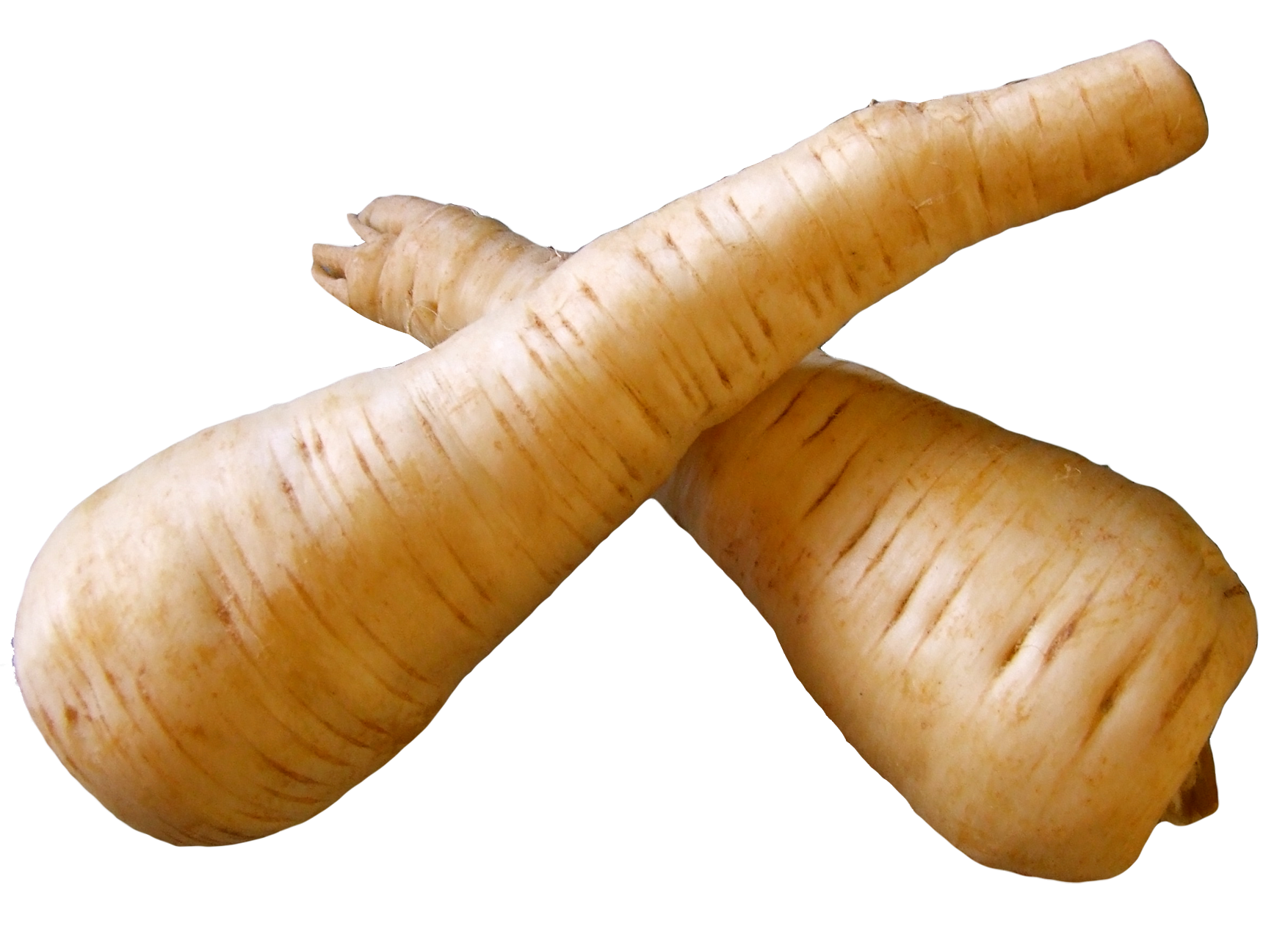 Crossed Parsnips Isolated