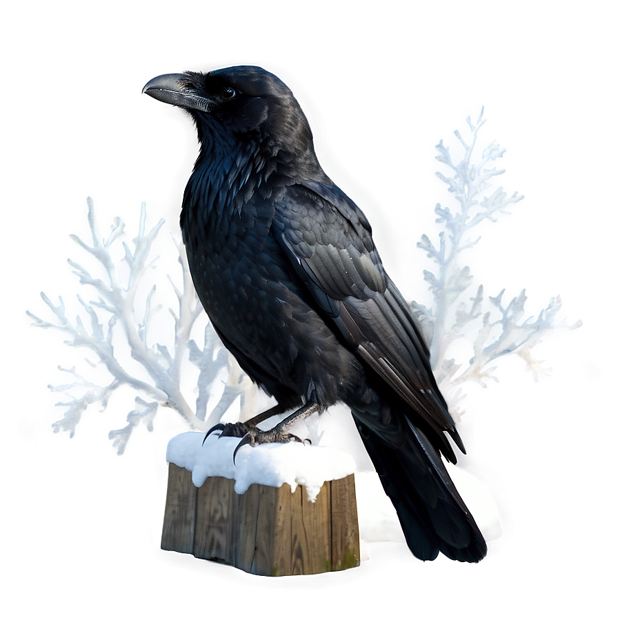 Crow In Snow Png Qtu