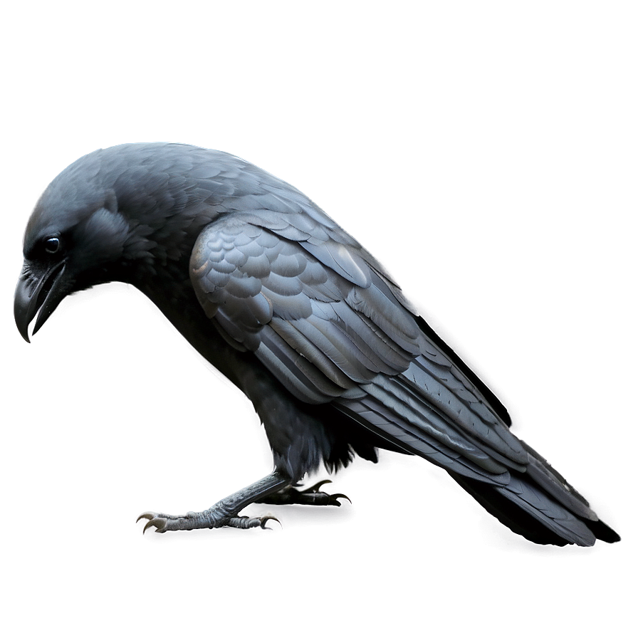 Crow Outline Png 05232024