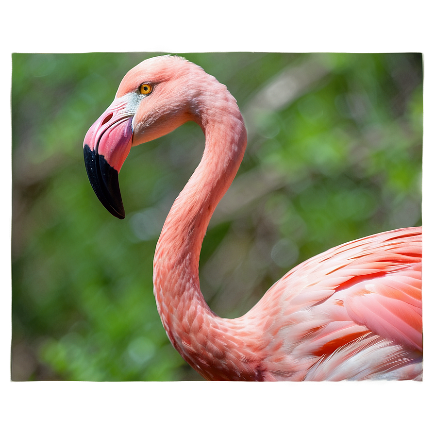 Cuban Flamingo Png Koa