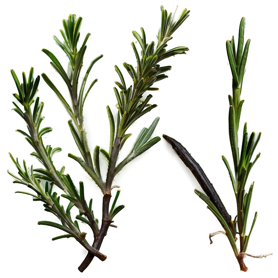 Culinary Rosemary Herb Png 99