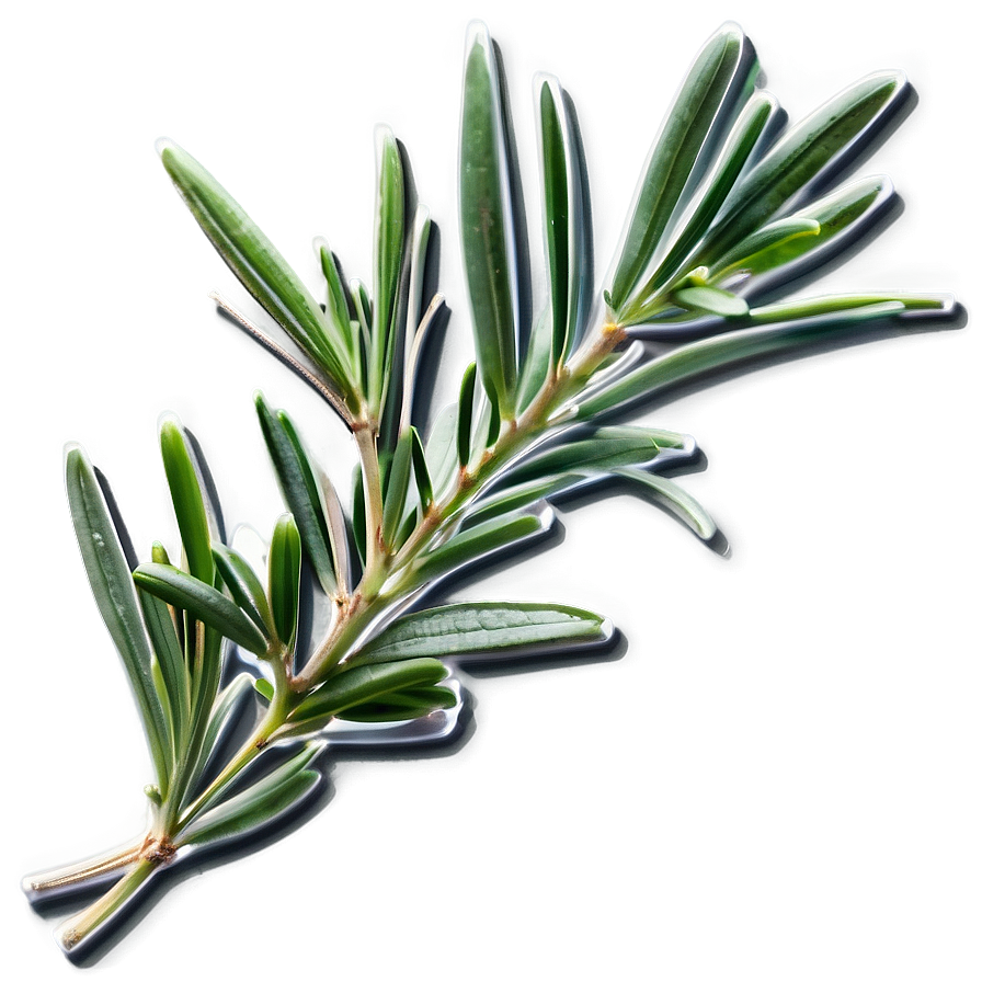 Culinary Rosemary Herb Png Krh