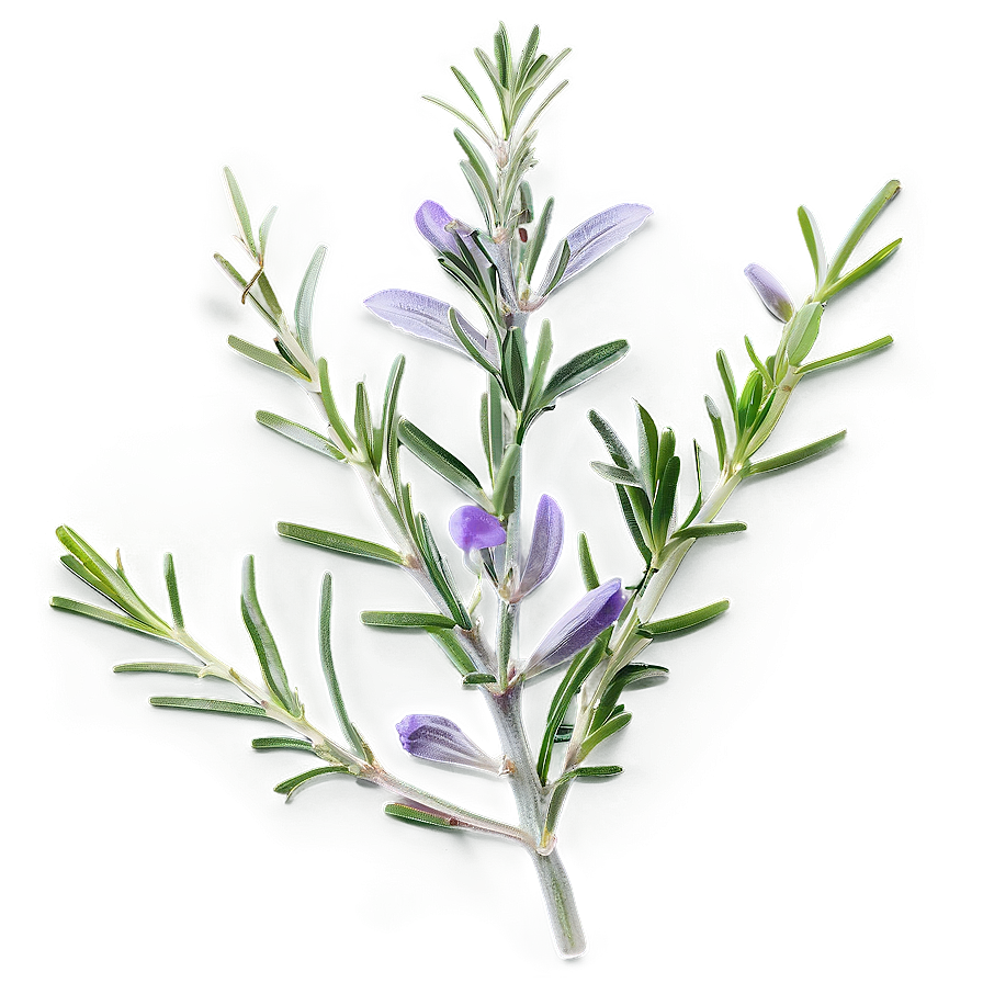 Culinary Rosemary Herb Png Tni