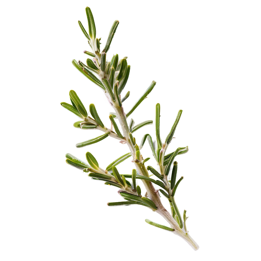 Culinary Rosemary Herb Png Yvc67