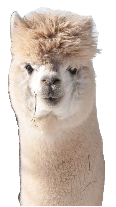 Curious Alpaca Portrait