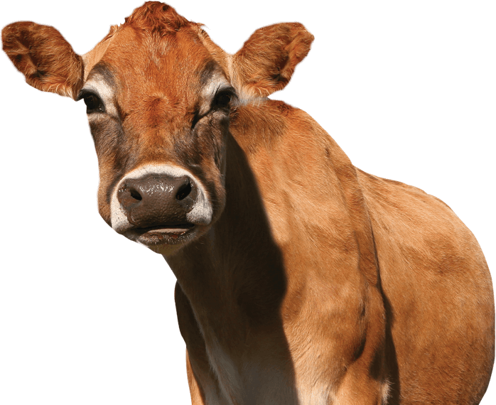 Curious Brown Cow Portrait