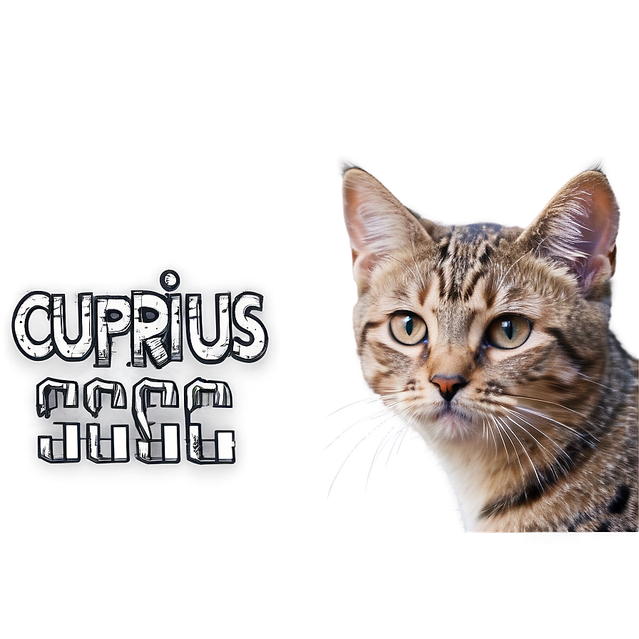 Curious Cat Meme Png 05212024