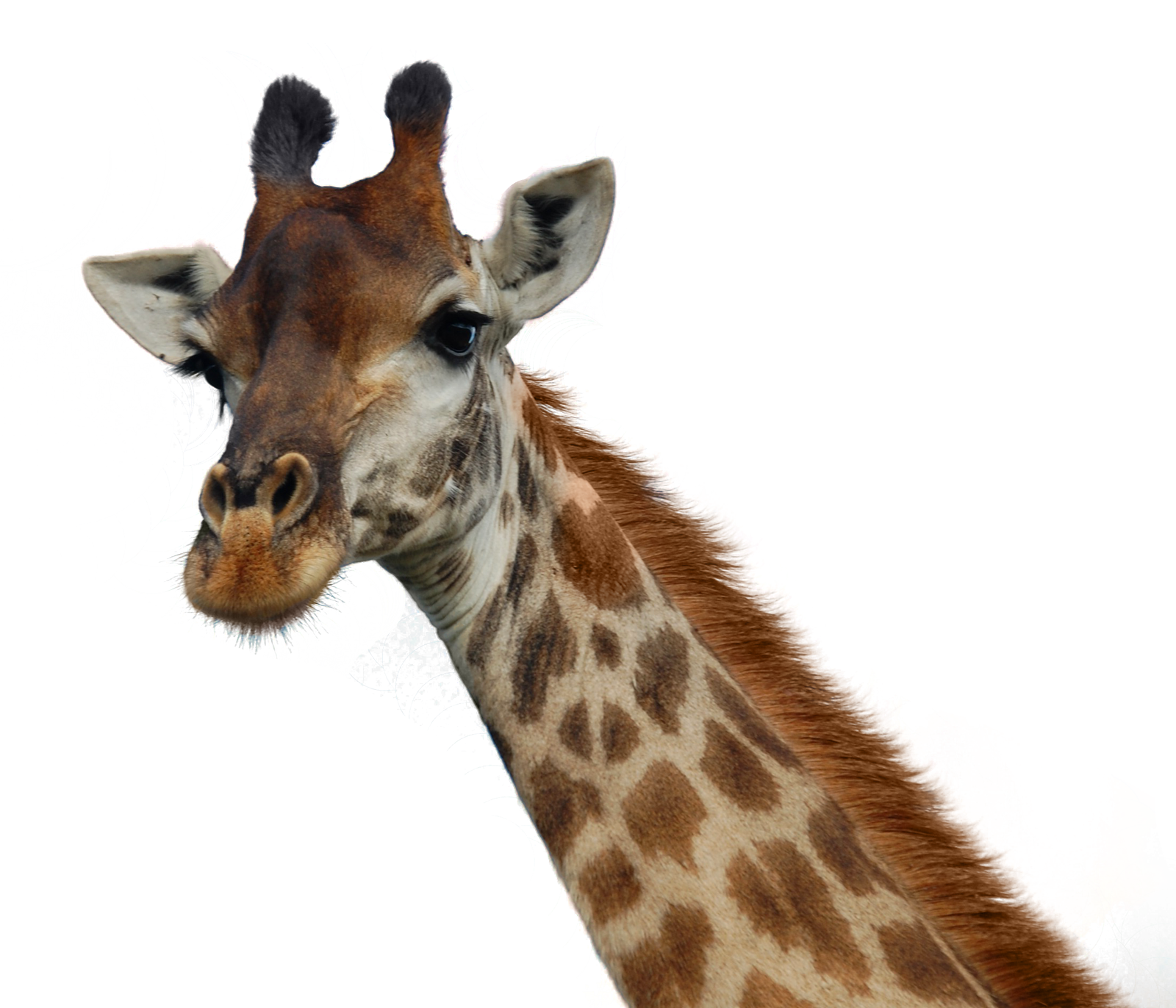 Curious Giraffe Portrait