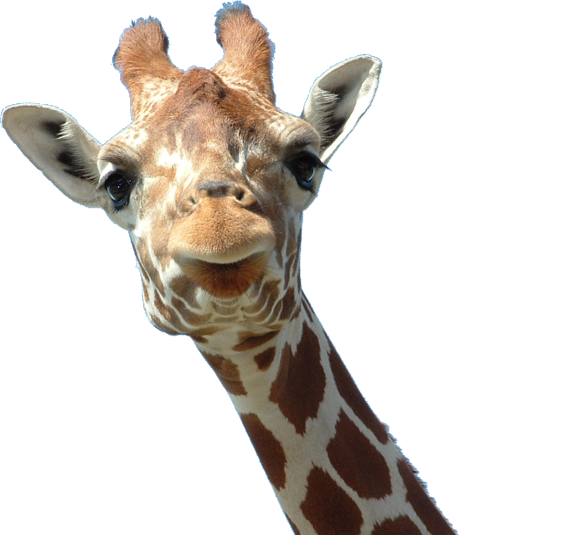 Curious Giraffe Portrait