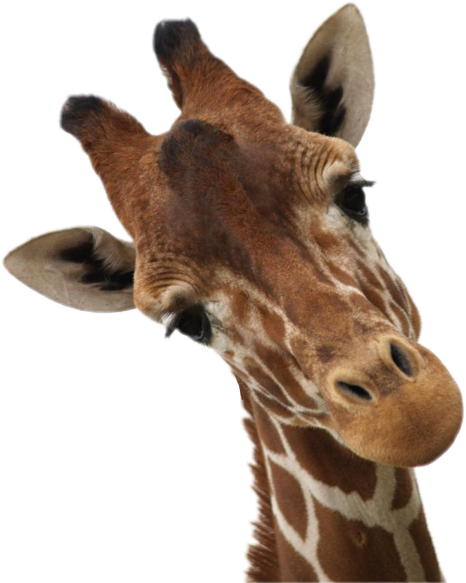 Curious Giraffe Portrait