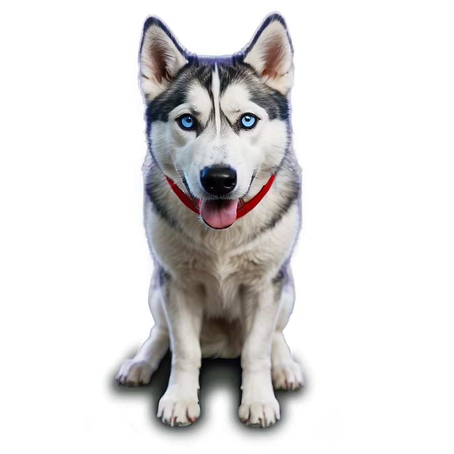 Curious Husky Head Tilt Png Xin77