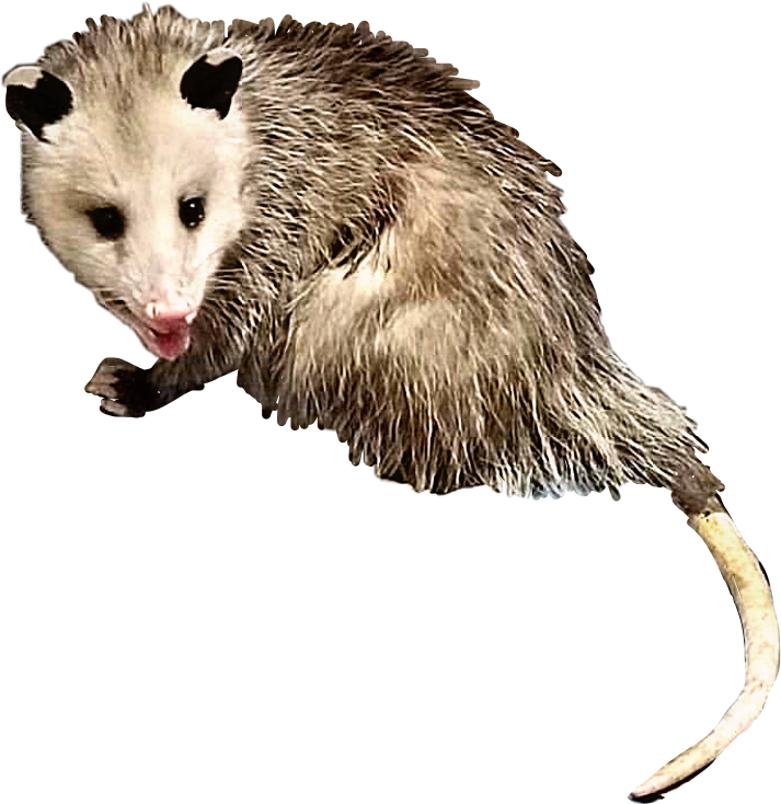 Curious Opossum Cutout